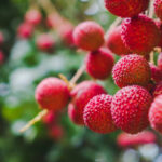 Vega 100 mg 4 lü siparişi ver