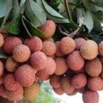 Cobra 130 mg tablet en ucuz satın alma