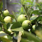 Kamagra 4 lü tablet paket satışı