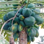 Kamagra jel güvenilir midir?