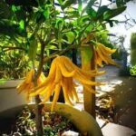 Çin topu izmir de nerede satılır